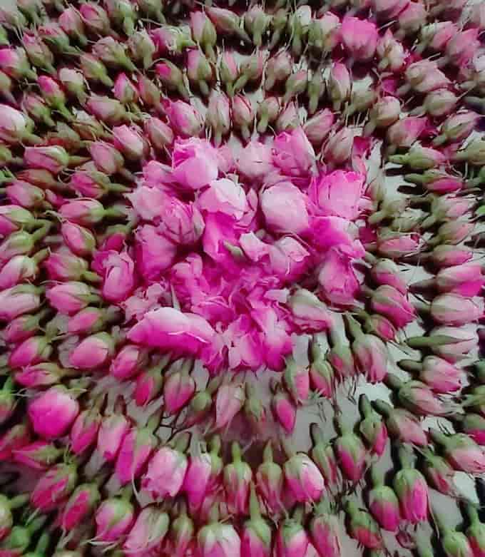 تصویر 1 از غنچه گل محمدی معطر کوهستانی اصیل